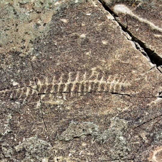 Mistaken Point is the site of the oldest fossils of complex multicellular life found anywhere on Earth.